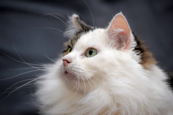 Weiß Mit Grauer Flauschiger Katze Auf Grauem Hintergrund — Stockfoto