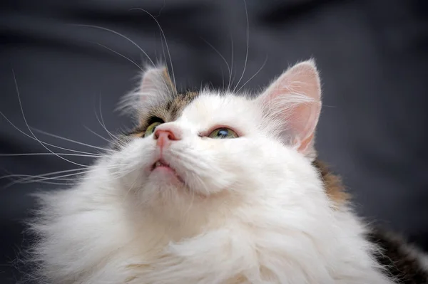 White Gray Fluffy Cat Gray Background — Stock Photo, Image