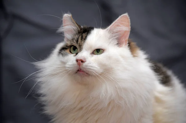 Weiß Mit Grauer Flauschiger Katze Auf Grauem Hintergrund — Stockfoto