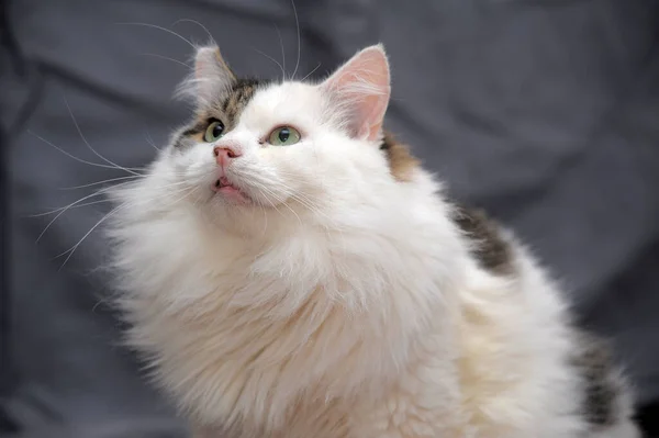 Weiß Mit Grauer Flauschiger Katze Auf Grauem Hintergrund — Stockfoto