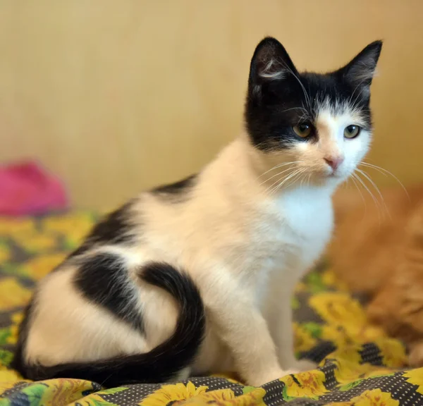 Black White Plump Kitten Sofa — Stock Photo, Image