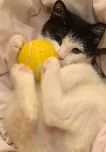 Schwarz Weißes Kätzchen Spielt Ball Auf Der Couch — Stockfoto