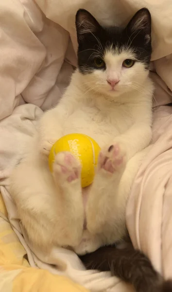 Black White Kitten Plays Ball Couch — Stock Photo, Image