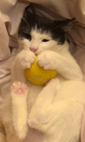 Negro Blanco Gatito Juega Pelota Sofá — Foto de Stock