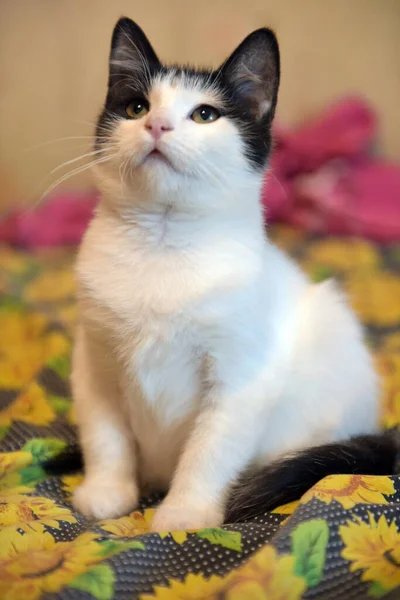 Black White Plump Kitten Sofa — Stock Photo, Image