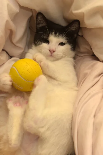 Black White Kitten Plays Ball Couch — Stock Photo, Image