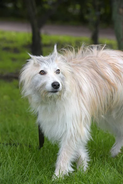 Blanco Mullido Perro Metis Fondo Hierba Verde —  Fotos de Stock