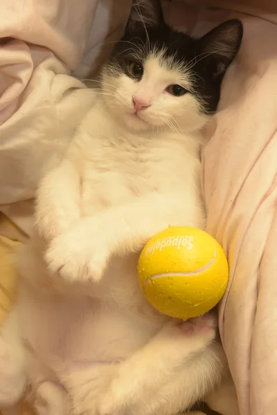 黑白相间的小猫在沙发上玩球 — 图库照片