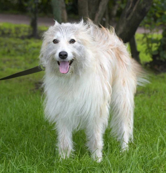 緑の草を背景に白いふわふわの犬の肉 — ストック写真