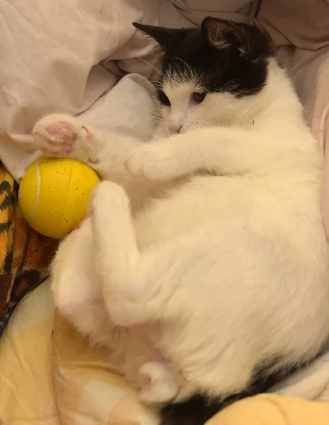 Черный Белый Котенок Играет Мяч Диване — стоковое фото