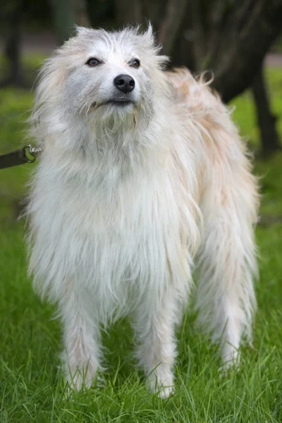 緑の草を背景に白いふわふわの犬の肉 — ストック写真