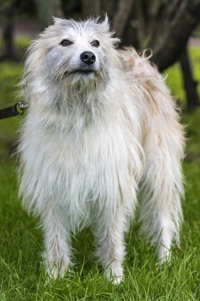 Белый Пушистый Метис Собаки Фоне Зеленой Травы — стоковое фото