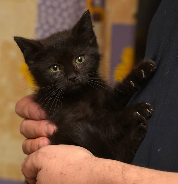 Чорний Маленький Кошеня Руках — стокове фото