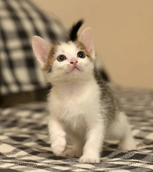 Little White Gray Kitten — Stock Photo, Image