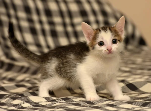 Poco Blanco Con Gris Gatito —  Fotos de Stock