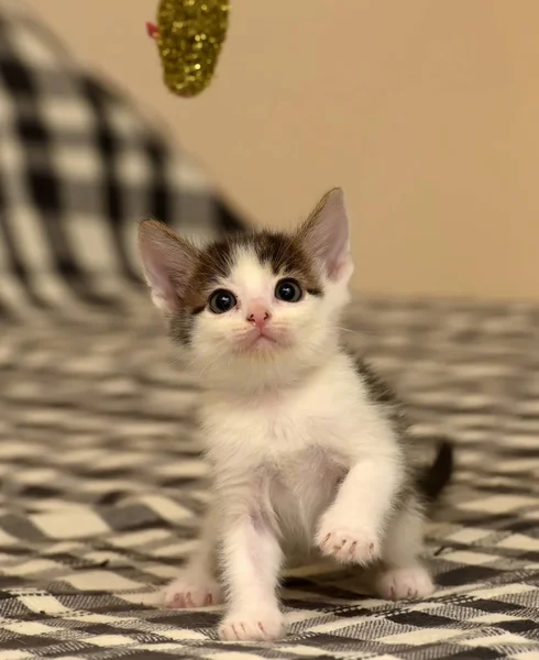Kleines Weißes Mit Grauem Kätzchen — Stockfoto
