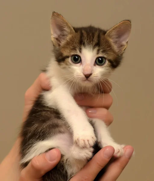 Little White Gray Kitten Hands — Stock Photo, Image