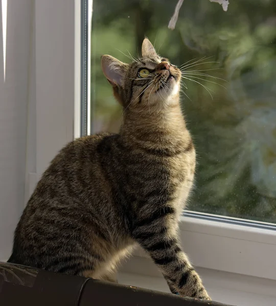 Tabby Νεαρή Γάτα Shorthair Ένα Περβάζι Παραθύρου — Φωτογραφία Αρχείου