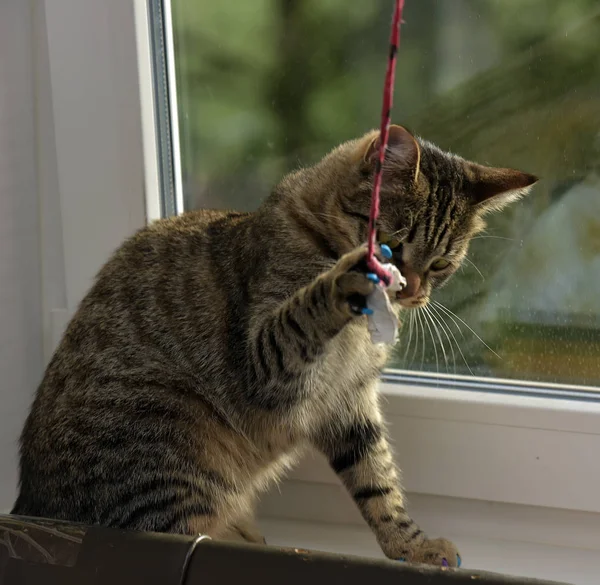 Tabby Joven Taquigrafía Gato Alféizar Ventana —  Fotos de Stock