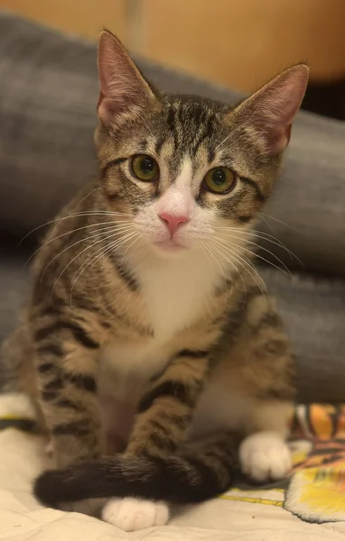 Listrado Com Branco Shorthair Jovem Gatinho — Fotografia de Stock