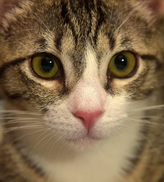 Rayas Con Blanco Taquigrafía Joven Gatito — Foto de Stock