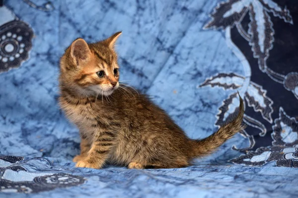 可爱的褐色小猫 蓝色背景上有条纹 — 图库照片