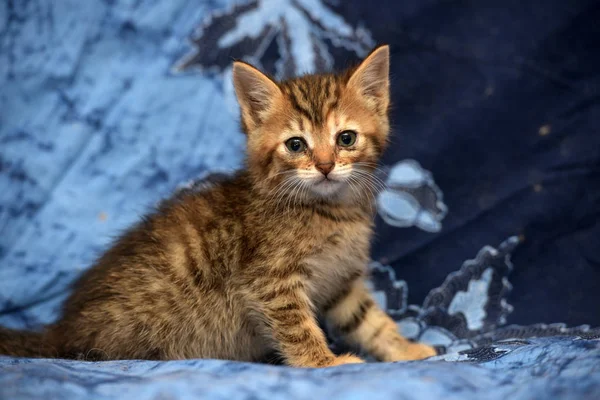 Cute Brown Kitten Stripes Blue Background — Stock Photo, Image