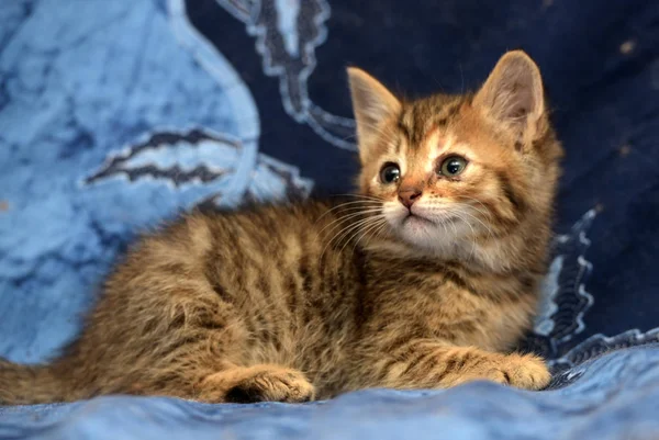 Mavi Arka Planı Çizgili Sevimli Kahverengi Kedi Yavrusu — Stok fotoğraf