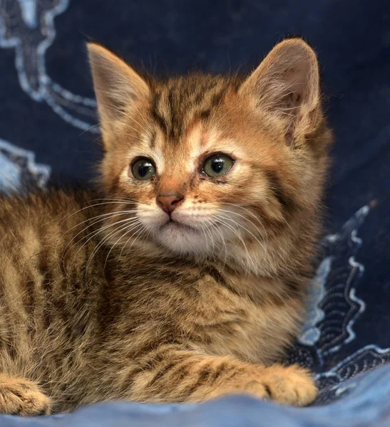 Cute Brown Kitten Stripes Blue Background — Stockfoto