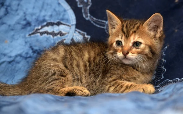 青い背景にストライプの可愛い茶色の子猫 — ストック写真