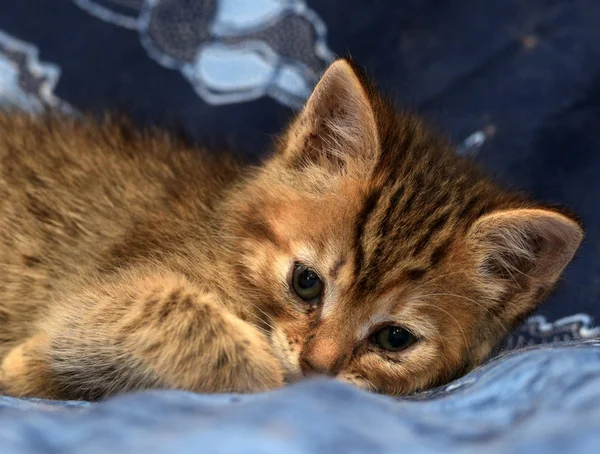 Mavi Arka Planı Çizgili Sevimli Kahverengi Kedi Yavrusu — Stok fotoğraf