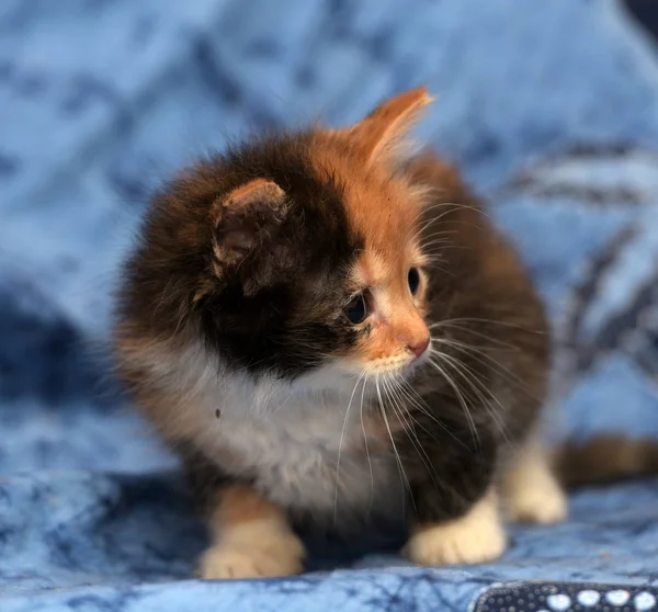 Chaton Tricolore Mignon Moelleux Sur Fond Bleu — Photo