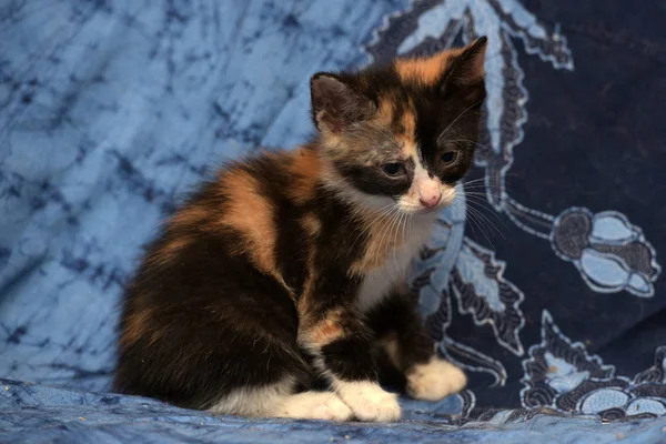 Fluffy Cute Tricolor Kitten Blue Background — Stockfoto