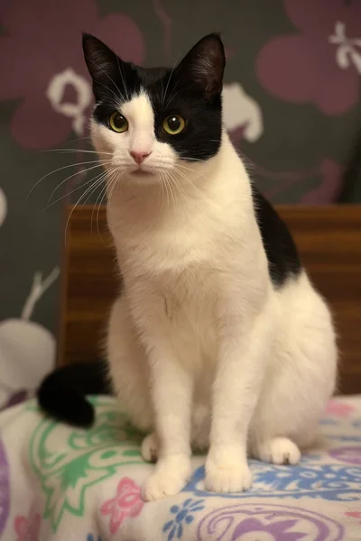 Black White European Shorthair Cat — Stock Photo, Image