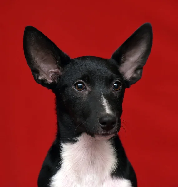 Kırmızı Arka Planda Siyah Beyaz Kulaklı Melez Köpek Yavrusu — Stok fotoğraf