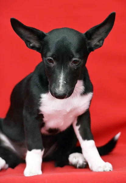 Black White Eared Puppy Half Breed Red Background — Stockfoto