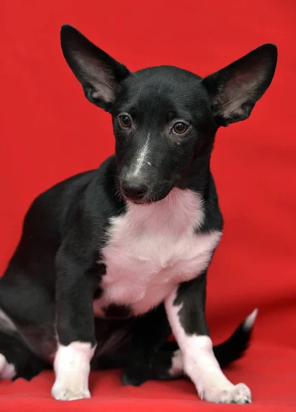Kırmızı Arka Planda Siyah Beyaz Kulaklı Melez Köpek Yavrusu — Stok fotoğraf