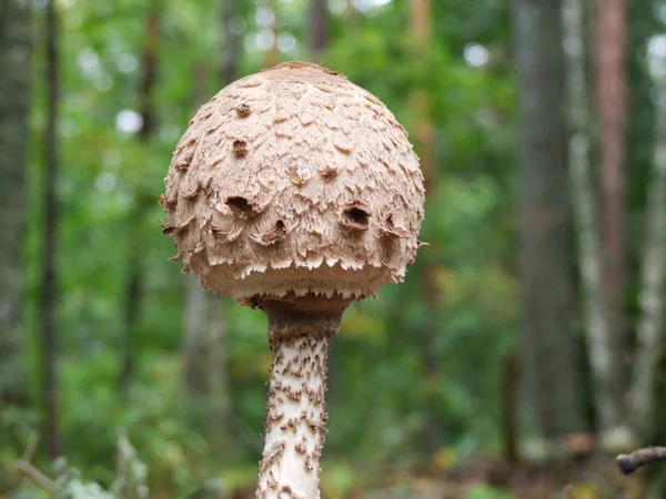 Parasol Mushroom Macrolepiota Procera — Stock Photo, Image
