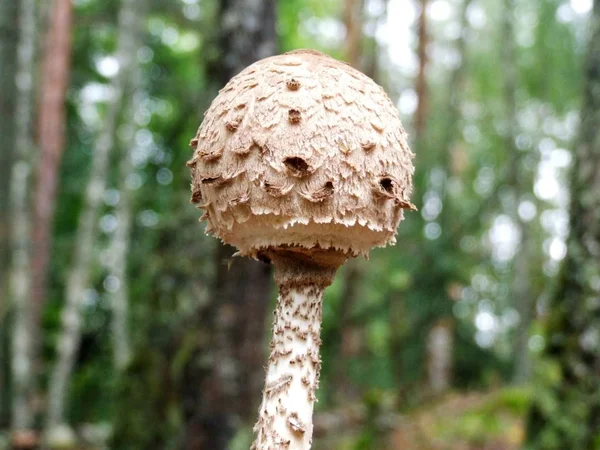 遮阳伞蘑菇 Macrolepiota Procera — 图库照片