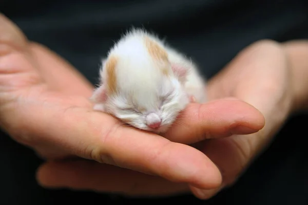 Pasgeboren Wit Met Een Rood Katje Ligt Bij Hand — Stockfoto