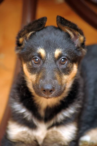 Cachorro Pastor Mestiço Cuidadosamente Olha Para Quadro — Fotografia de Stock