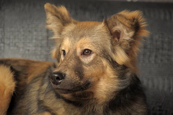 かわいい茶色の犬モングレル — ストック写真