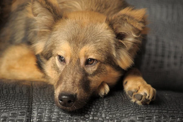 Schattig Jong Bruin Hond Bastaard — Stockfoto