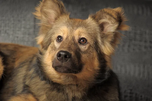 Schattig Jong Bruin Hond Bastaard — Stockfoto