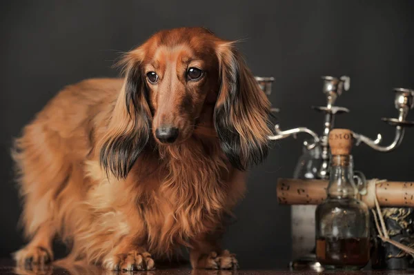 Dachshund Marrom Lado Castiçal Estúdio — Fotografia de Stock