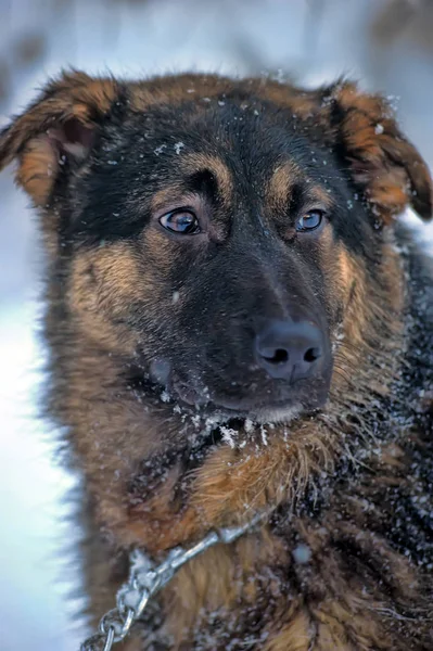 半品種の羊飼いの子犬が雪のチェーン上で — ストック写真