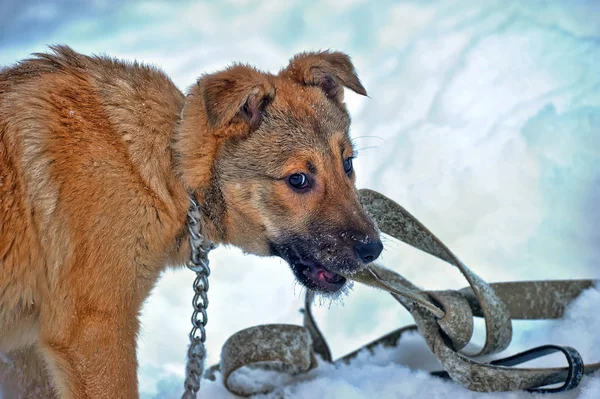Brown Puppy Chain Winter — Stock Photo, Image
