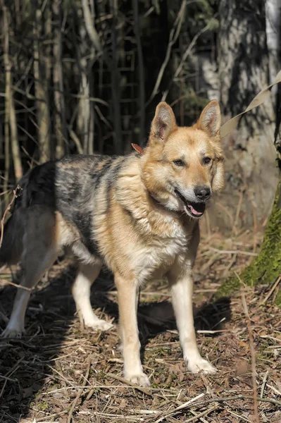 Ormanın Arka Planında Tasmalı Alman Çoban Köpeği — Stok fotoğraf