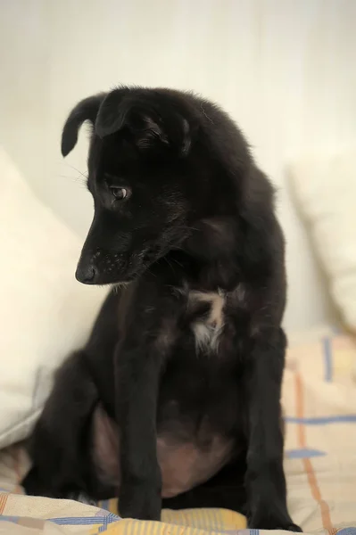 Hafif Arka Planda Sevimli Siyah Köpek Yavrusu — Stok fotoğraf