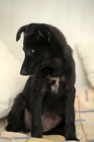 Lindo Cachorro Negro Mestizo Sobre Fondo Claro —  Fotos de Stock